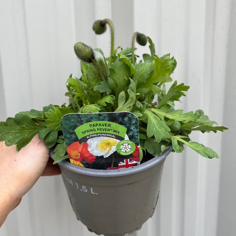 Mélange Poppy Spring Fever 1,5 L