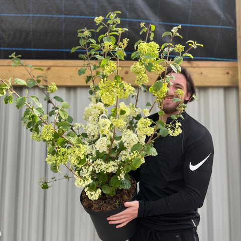 Viburnum plicatum 'Popcorn' | 4L / 10L