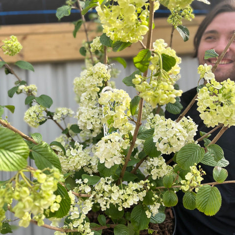 Viburnum plicatum 'Popcorn' | 4L / 10L