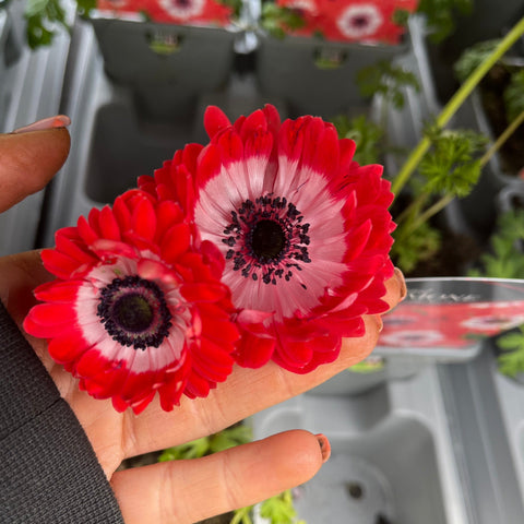Anémone coronaria Harmony Double Scarlet 1L