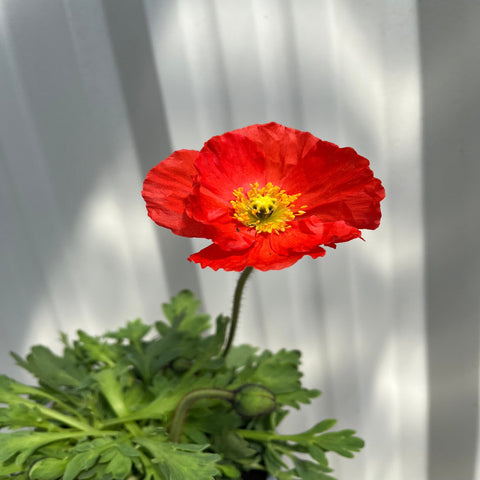 Mélange Poppy Spring Fever 1,5 L