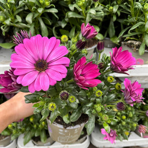 Osteospermum (African/Cape Daisy) 12cm Pot
