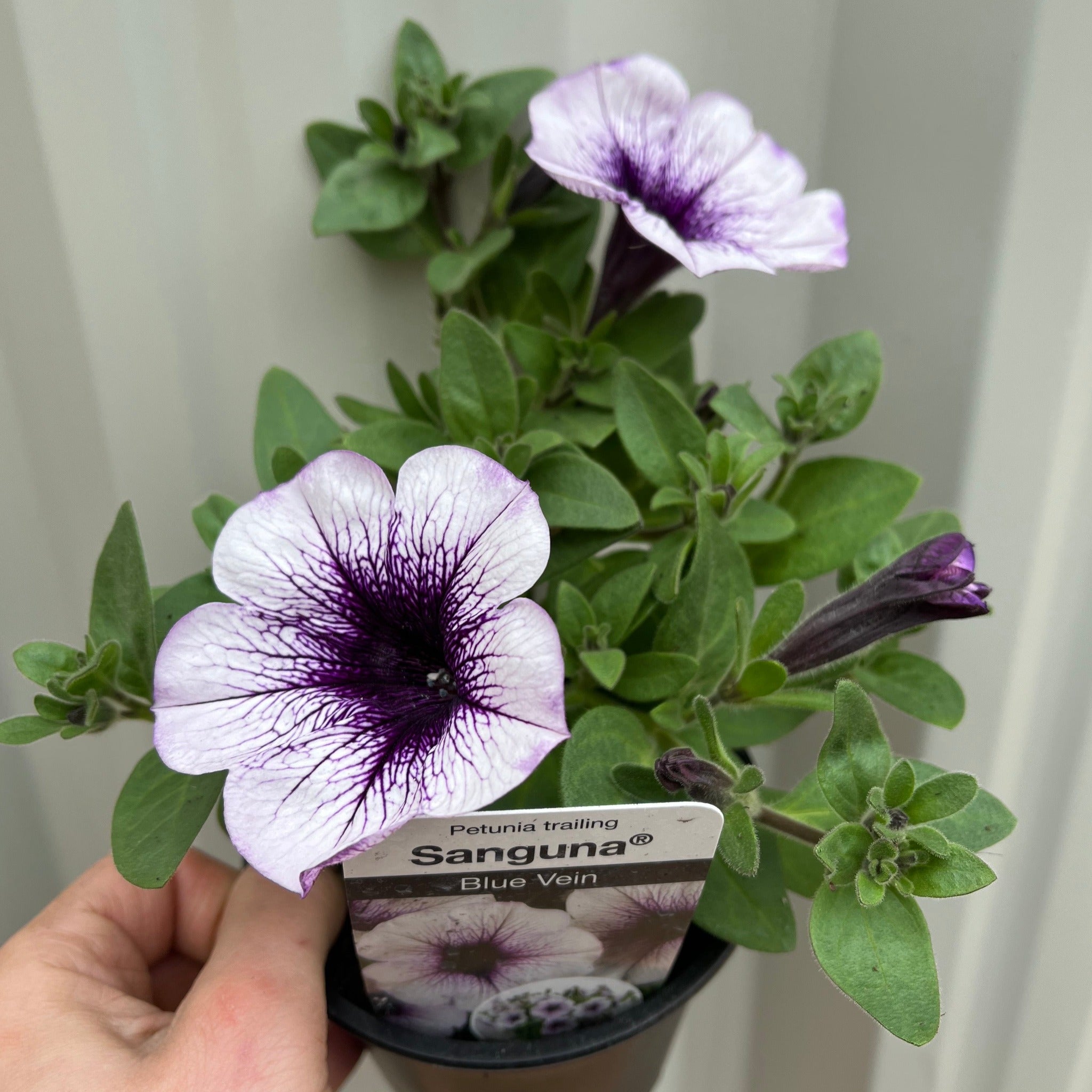 Blau geäderte Hängepetunie 'Surfinia' (9cm Topf) – ZipZappa