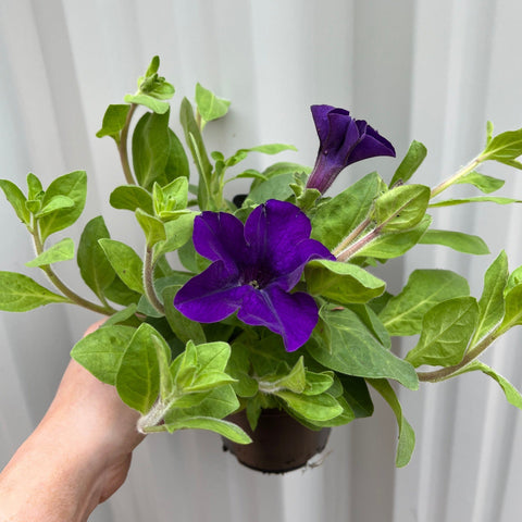 Petunie 'Trailing Surfinia Blue' 9 cm