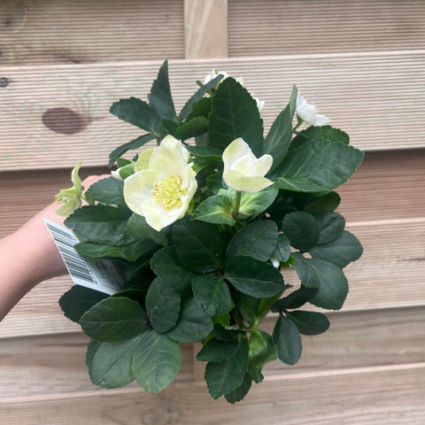 Helleborus nyger 'Christmas Carol' | Christrose | Helleborus | 9 cm – 2 l erhältlich
