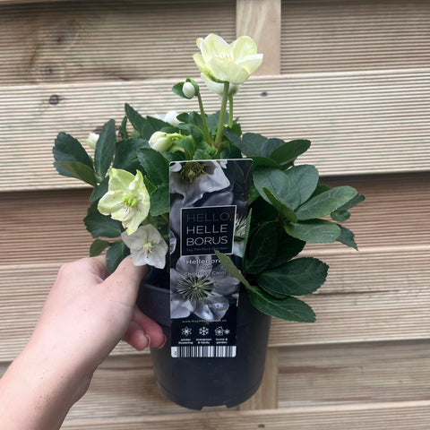 Helleborus nyger 'Christmas Carol' | Christrose | Helleborus | 9 cm – 2 l erhältlich