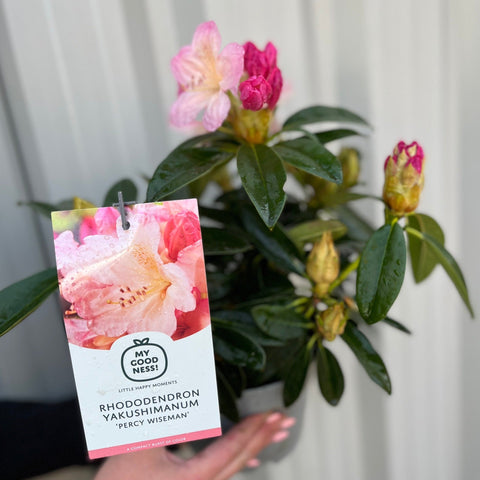 Rhododendron 'Percy Wiseman' 2L