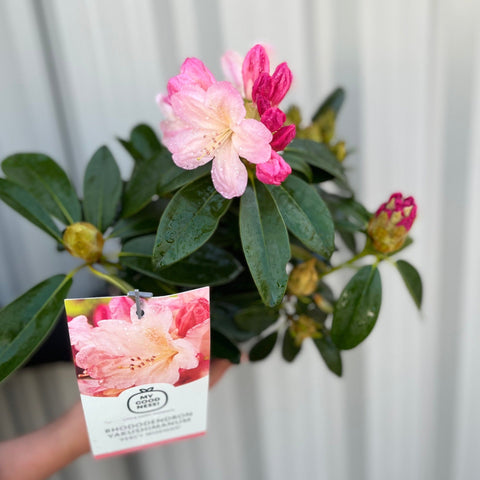 Rhododendron 'Percy Wiseman' 2L