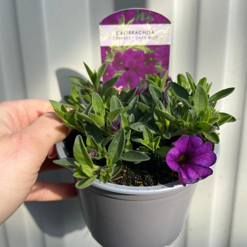 Calibrachoa Purple (Millionenglöckchen) 9cm Topf