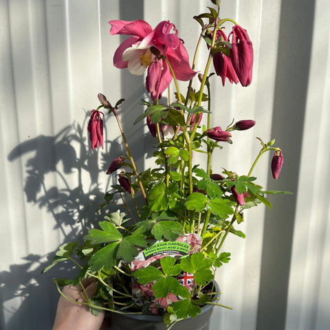 Aquilegia 'Rose et Ivoire' 
