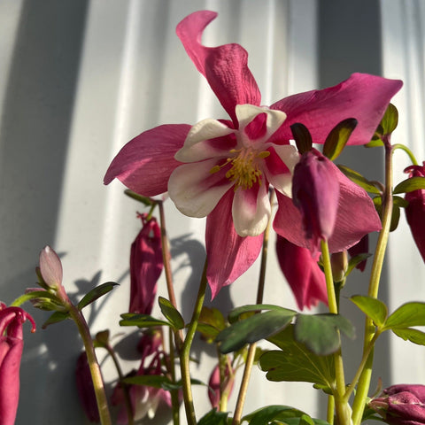 Aquilegia 'Rose et Ivoire' 