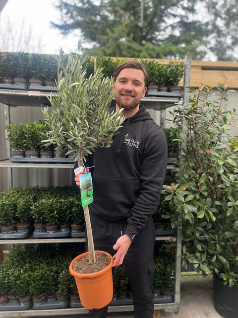 Olive Tree | Olea europea