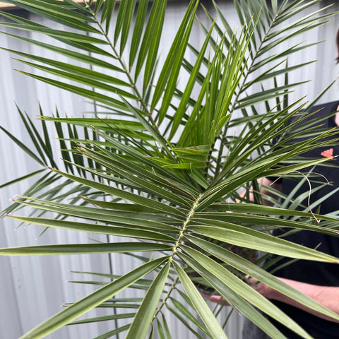 Palmier Phoenix | Phoenix canariensis 'Palmier dattier des Canaries' 60-70 cm / 70-80 cm