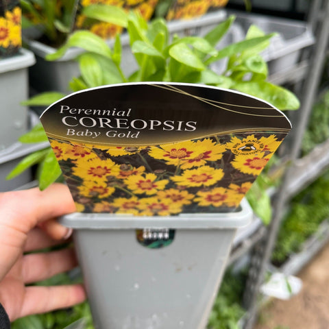 Coreopsis - Baby Gold 1,5L