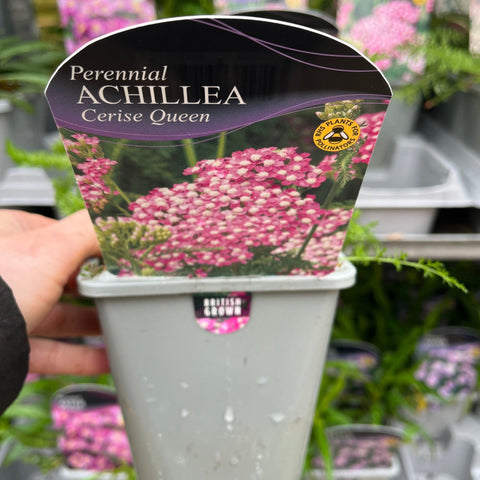 Schafgarbe 'Cerise Queen' (9cm Topf)