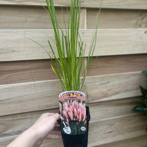 Cortaderia selloana Rosa Pampasgras 9 cm/1 l/2 l/4 l