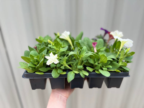 Plateau de pétunias (Plateau de 12 plantes)