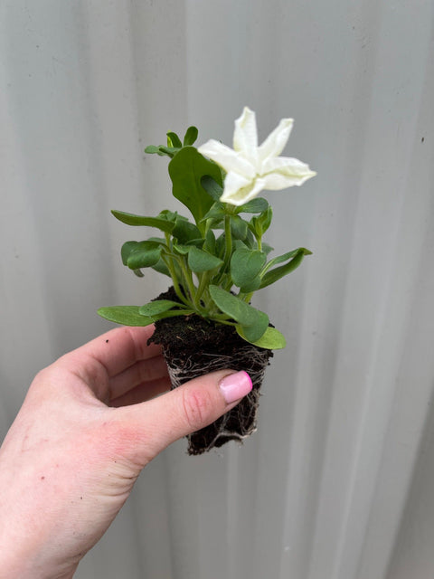 Plateau de pétunias (Plateau de 12 plantes)