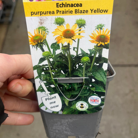 Echinacea purpurea Prairie Blaze Yellow en pot de 9 cm