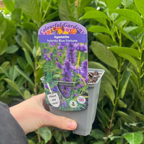 AGASTACHE 'Blue Fortune' 9 cm