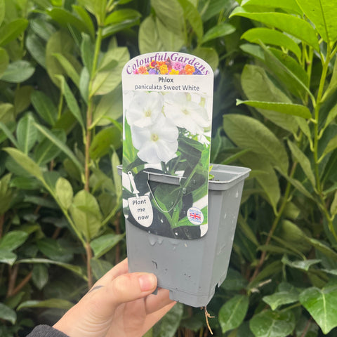 Phlox paniculata Summer White 9cm Pot