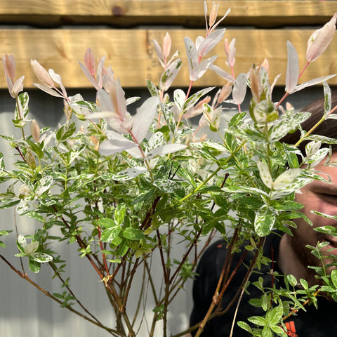 Salix intergra 'Hakuro - Nishiki'  Flamingo Dwarf Willow Tree (multiple sizes available)