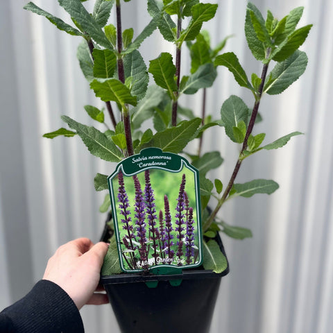 Salvia nemorasa 'Caradonna' 9cm / 2L