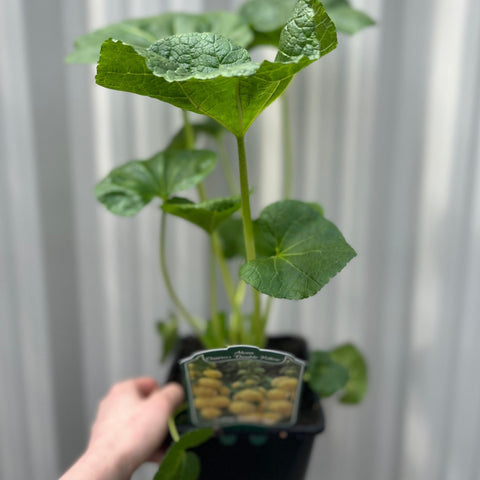 Hollyhock (Alcea) - Double Yellow 2L