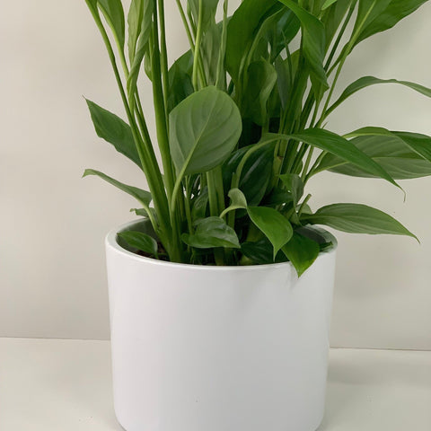 Anthurium - Candy Floss Pink