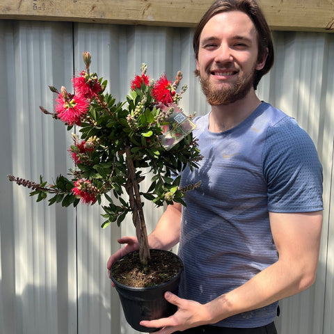Standard Callistemon - Flaschenbürste (70-80 cm)
