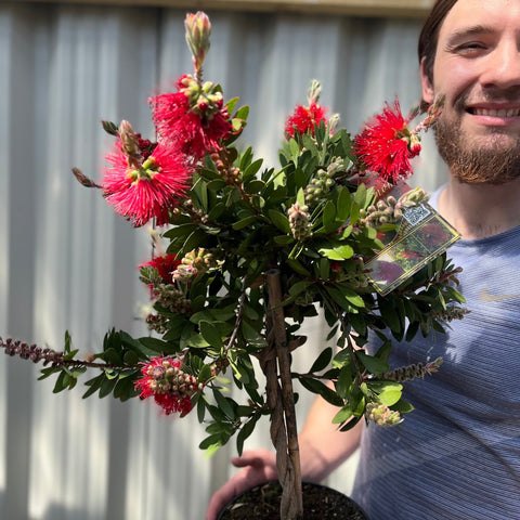 Standard Callistemon - Flaschenbürste (70-80 cm)
