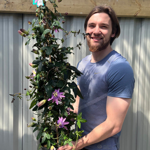 Passion flower Climber | Passiflora caerulear | 110cm