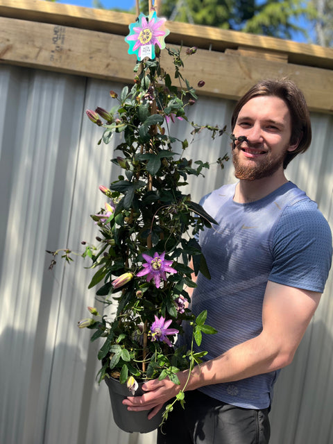 Passion flower Climber | Passiflora caerulear | 110cm