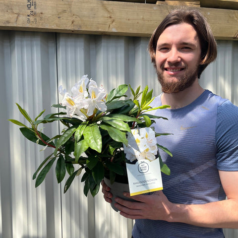 Rhododendron 'Madame Masson' 2L/5L