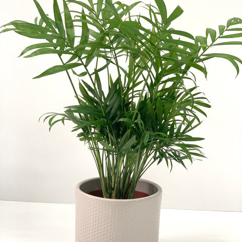 Parlour Palm 40-50cm