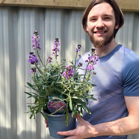 Erysimum 'Bowles Mauve' (Three Sizes Available)