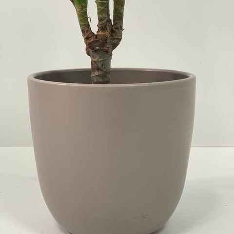 Dracaena Marginata 'Dragon Tree' 1 Stem