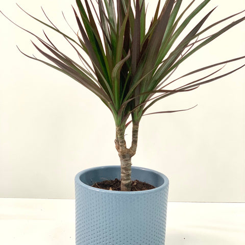 Dracaena Marginata 'Dragon Tree' 1 Stem