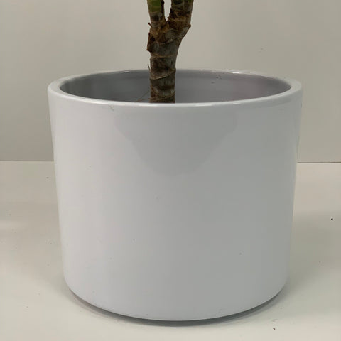 Dracaena Marginata 'Dragon Tree' 1 Stem
