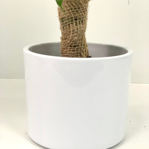 Ficus Natasja Kinky Jutebaum 30-35cm
