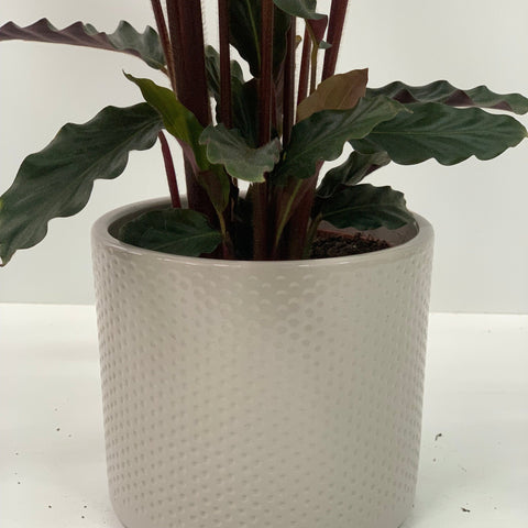 Calathea Tropistar