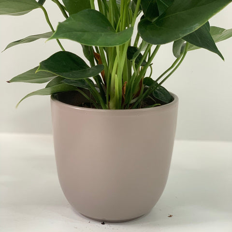 Anthurium - Candy Floss Pink
