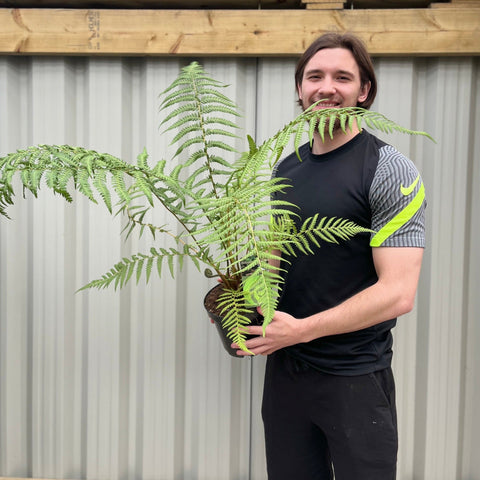 Baumfarn | Dicksonia antarctica 2L