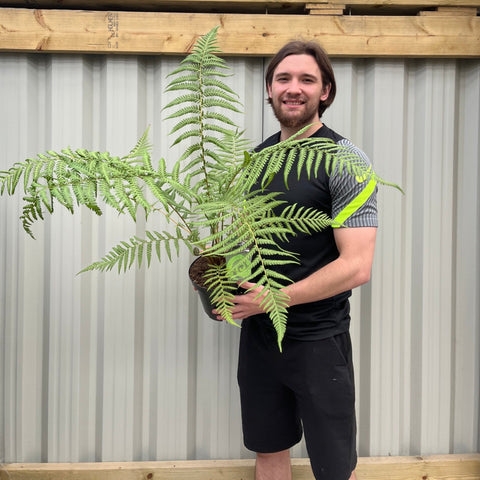 Dicksonia antarctica 'Fougère arborescente' 1/2/5L