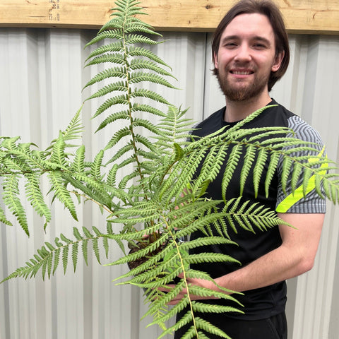 Baumfarn | Dicksonia antarctica 2L