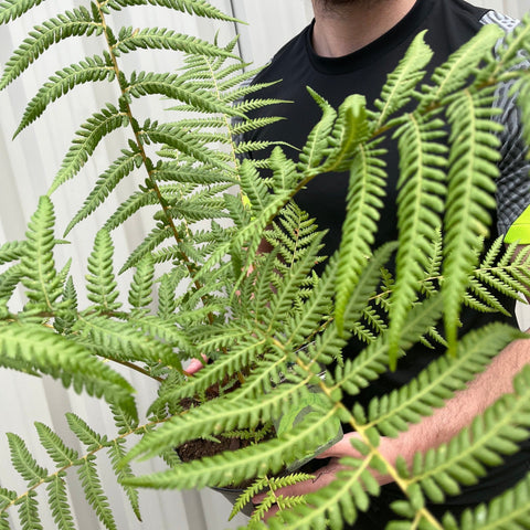 Baumfarn | Dicksonia antarctica 2L