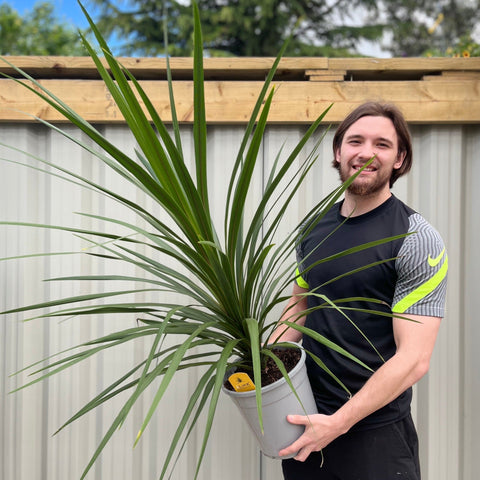 Cordyline australis Peko - Verte (3 tailles disponibles)