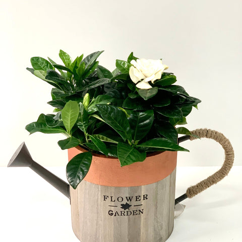 Gardenia jasminoides | Pot de culture de 1,5 L