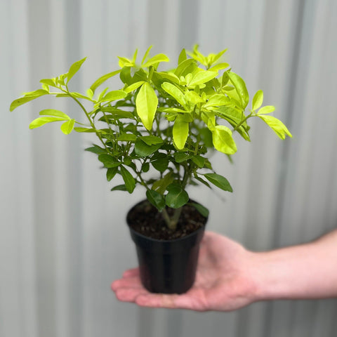 Choisya ternata 'Sundance' 9cm