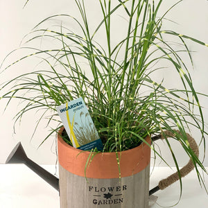 Miscanthus sinensis 'Little Zebra' Gras (Inklusive Geschenkverpackung)